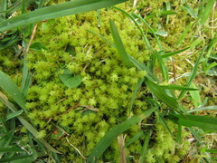 Leptodontium