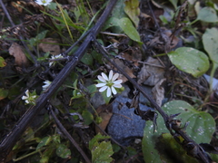 Stellaria