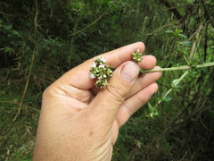 Galianthe bogotensis