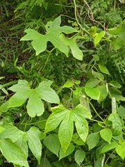 Diplocyclos palmatus