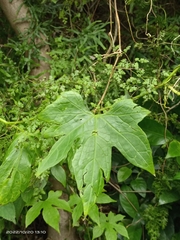Diplocyclos palmatus