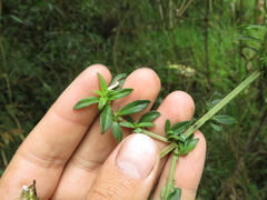 Galianthe bogotensis