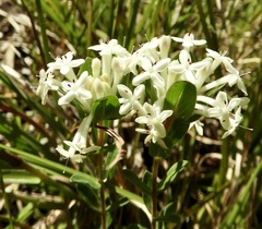 Pimelea humilis
