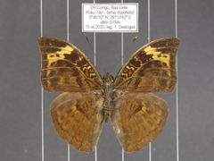 Bebearia sophus aruunda