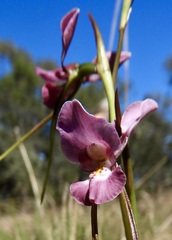 Diuris punctata