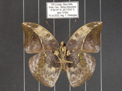 Bebearia sophus aruunda