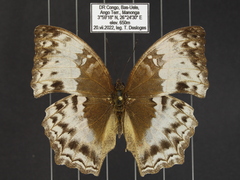 Harma theobene superna