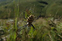 Argiope australis