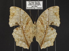 Harma theobene superna