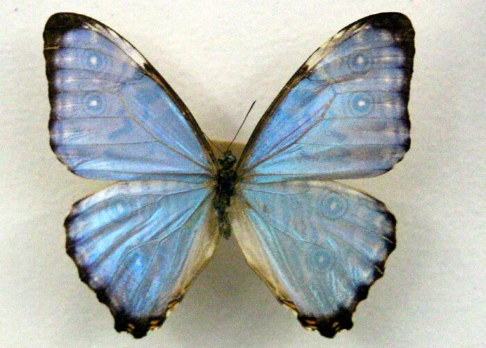 標本 Brazil Morpho portis thamyris 71mm Morpho portis thomyris BRAZIL - World of Butterflies and Moths
