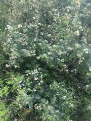 Acaciella angustissima