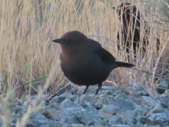 Euphagus