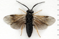 Cladius pectinicornis