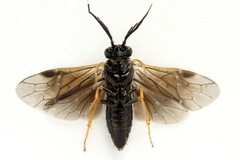 Cladius pectinicornis