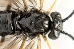 Cladius pectinicornis