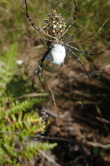 Argiope australis