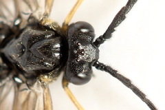 Cladius pectinicornis