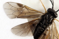 Cladius pectinicornis