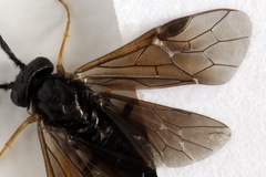 Cladius pectinicornis