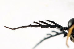 Cladius pectinicornis