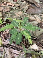 Biophytum sensitivum