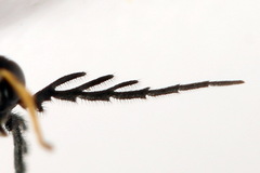 Cladius pectinicornis