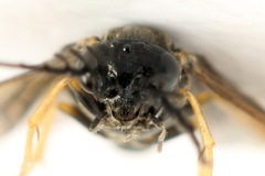 Cladius pectinicornis
