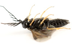 Cladius pectinicornis