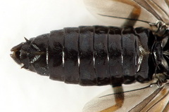 Cladius pectinicornis