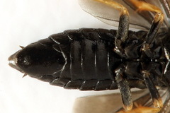 Cladius pectinicornis