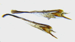 Cladius pectinicornis