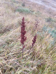 Rumex