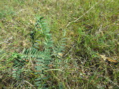 Vicia nervata