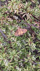 Uresiphita ornithopteralis