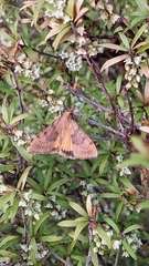 Uresiphita ornithopteralis