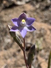 Thelymitra pauciflora