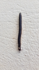 Pachyiulus flavipes