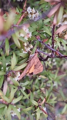 Uresiphita ornithopteralis
