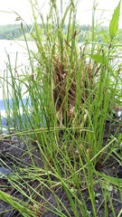 Eleocharis mamillata