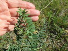 Vicia nervata