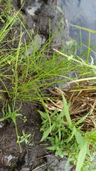 Eleocharis mamillata