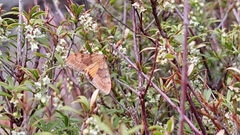 Uresiphita ornithopteralis