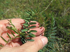 Vicia nervata