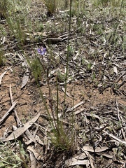 Thelymitra pauciflora