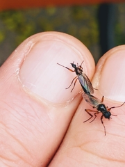 Bibio articulatus