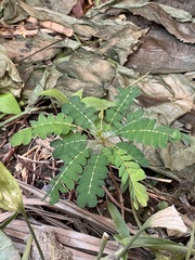 Biophytum sensitivum
