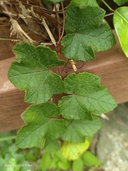 Vitis ficifolia