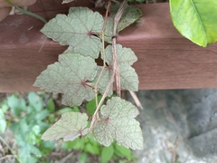 Vitis ficifolia