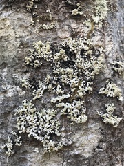 Menegazzia