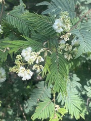 Acaciella angustissima